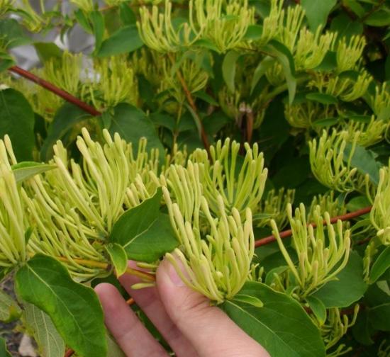 北京菊花种植基地